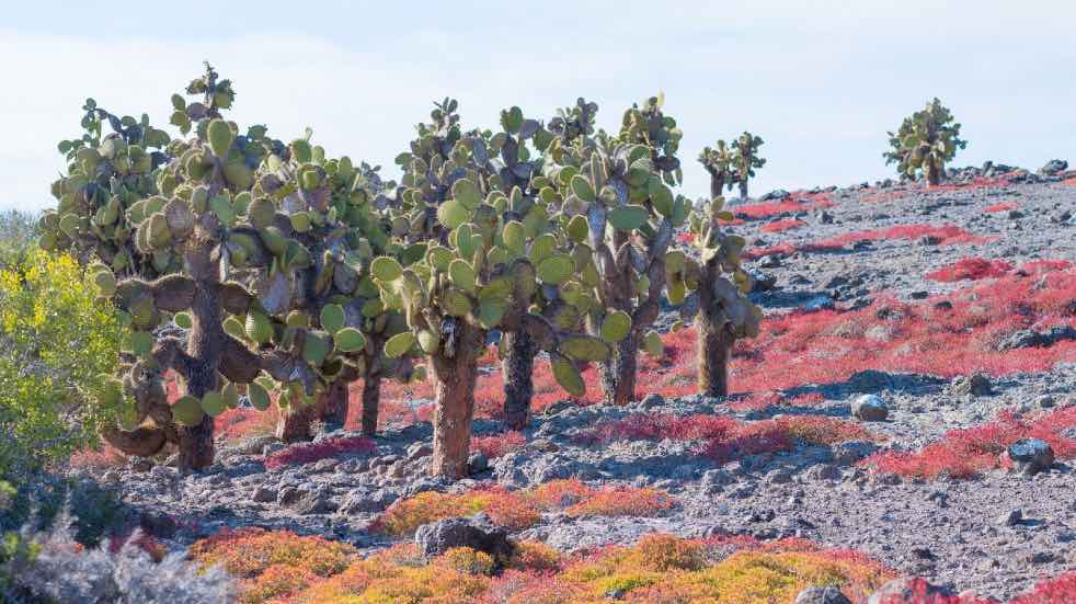 Opuntia galapageia Santa Fe